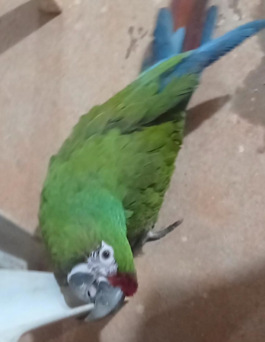 Asker Ara Macaws Papağanı
