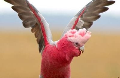 Galah Kakadu