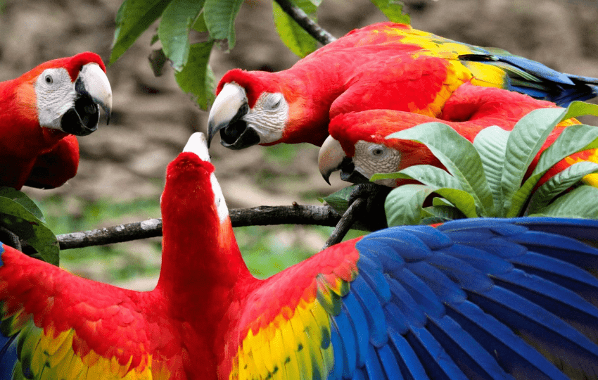 Hahn Ara macaws Papağanı​