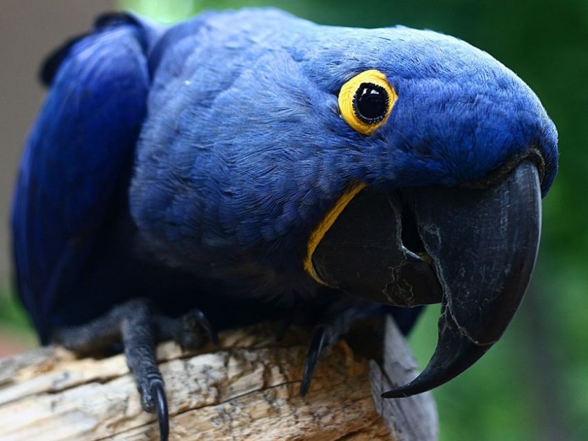 Hyacınth Ara Macaws Papağanı