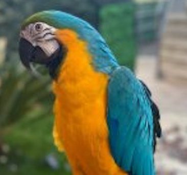Mavi Başlı Ara Macaws Papağanı