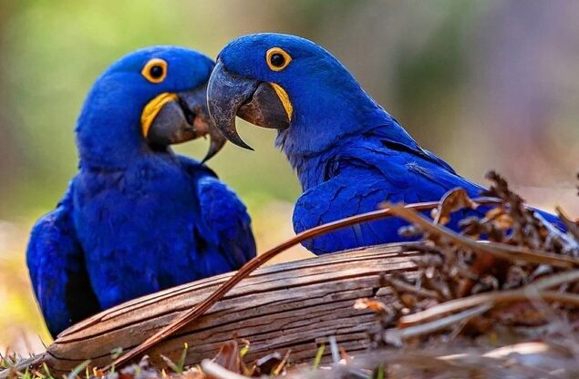 Mavi Göğüslü Ara Papağanı​