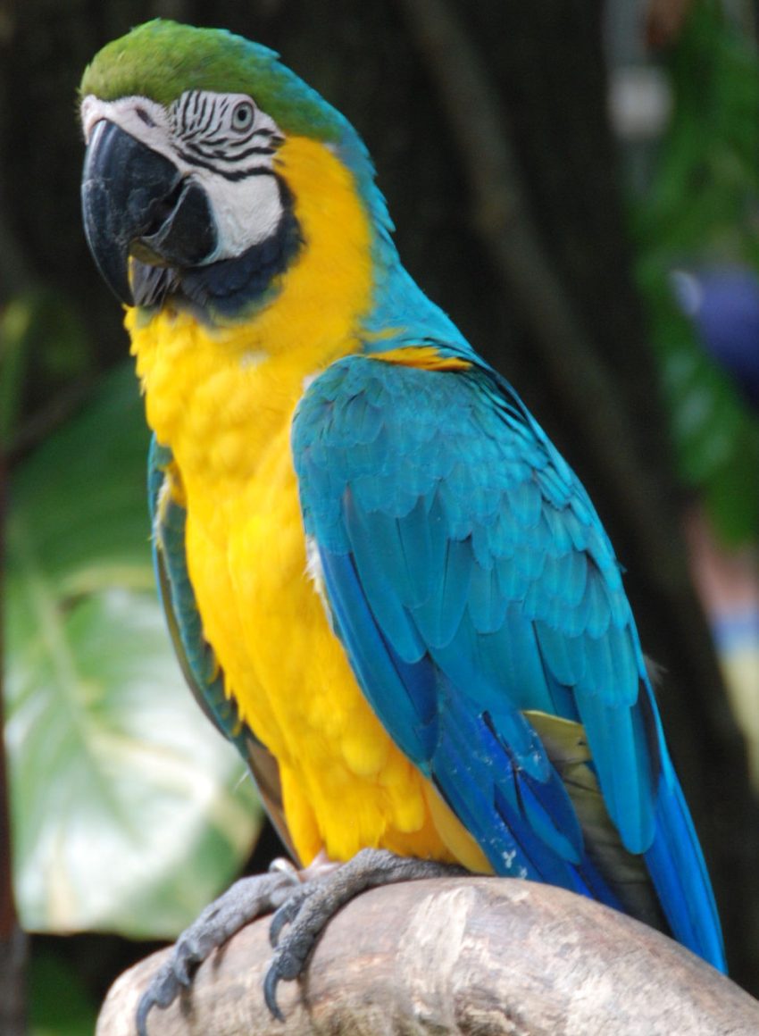 Mavi Sarı Ara Macaws Papağanı