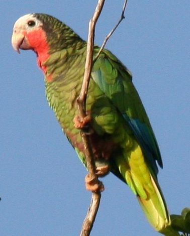 Pembe Boğazlı Amazon Papağanı