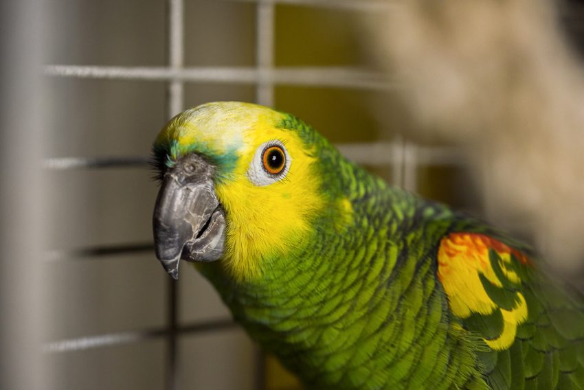 Sarı Başlı Amazon Papağanı​