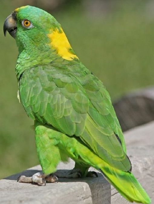 Sarı Enseli Amazon Papağanı​