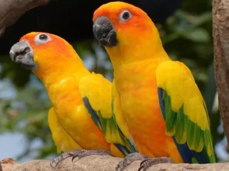 Turuncu Kanatlı Amazon Papağanı​