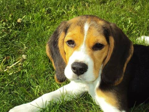 Beagle köpek 