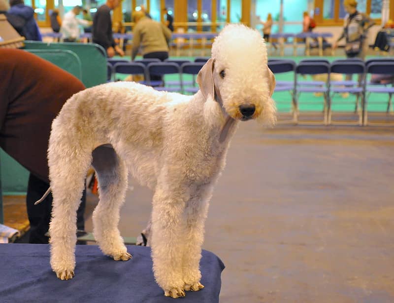 Bedlington Terrier