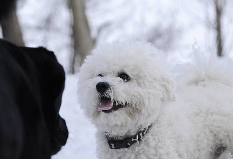 Bichon Frise