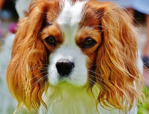 Cavalier King Charles Spanieli