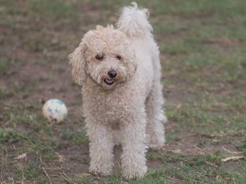 Poodle Köpek