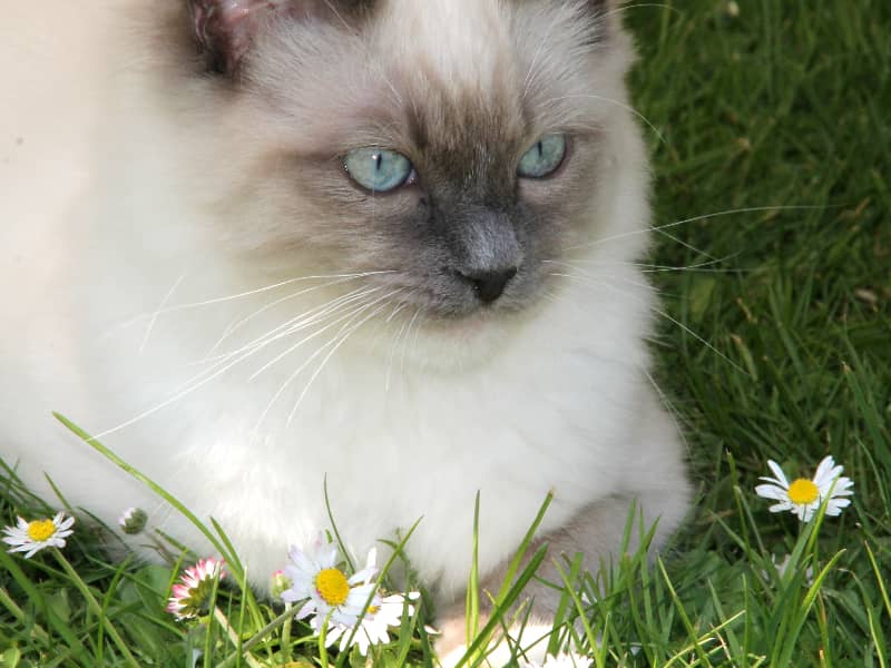 Birman Kedisi