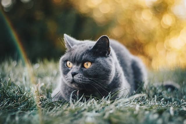 British Shorthair kedisi