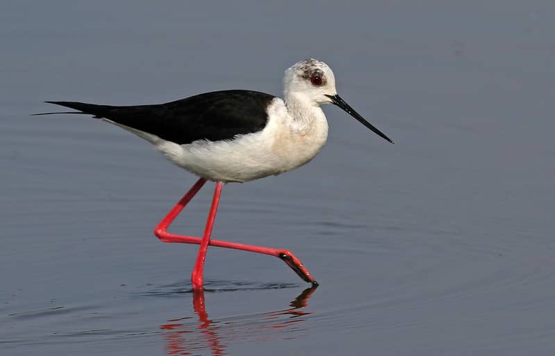 Uzun bacak kuşu